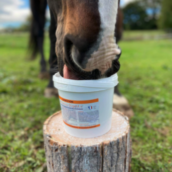 probiotiques cheval, prebiotique cheval, système digestif cheval,  argile alimentaire cheval