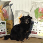 Vigor & Sage - Aliment petit chien et taille standard beauté Saumon