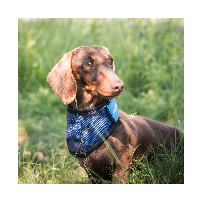 COOL ON TRACK BANDANA RAFRAÎCHISSANT CHIEN