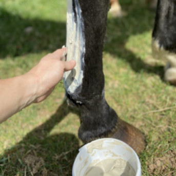 argile et cataplasme huiles essentielles bio cheval - boue cheval