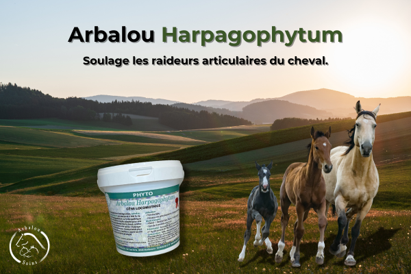 Harpagophytum pur pour chevaux.