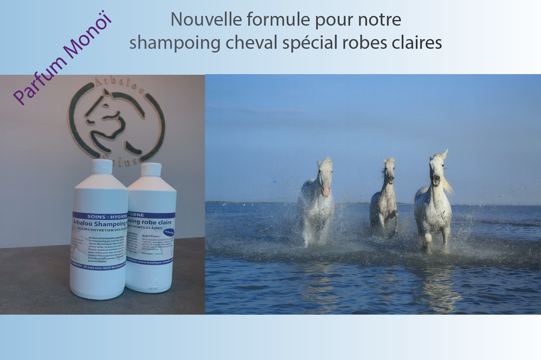Shampoing cheval robes claires - robes blanches