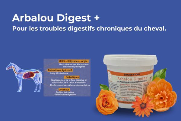 Pour réensemencer la flore intestinale de votre cheval