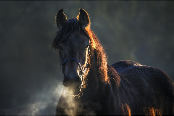 L'emphysème chez le cheval