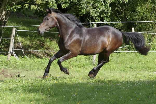 L'intérêt des chondroprotecteurs chez les chevaux de sport, d'élevage et senior.